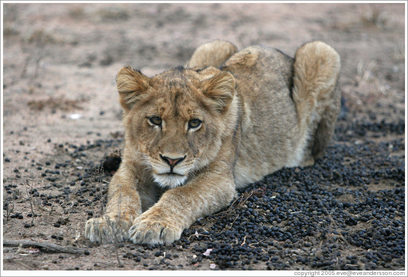 Lion cub resting in impala dung.