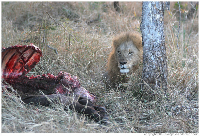 Lion guarding buffalo carcass the morning after a hunt.