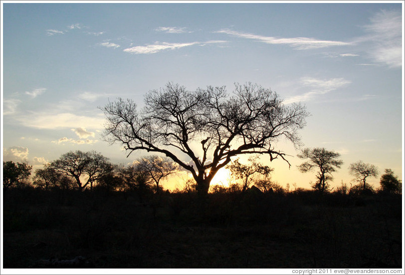 Marula Tree at sunset.