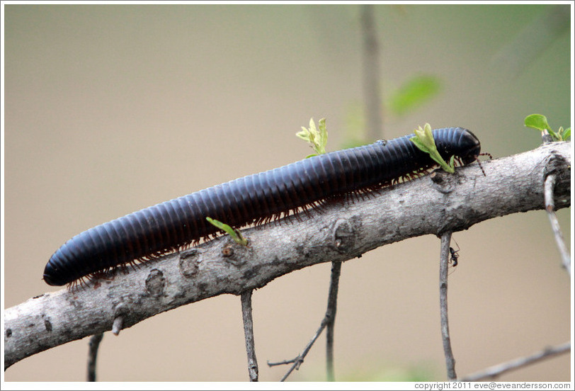 Millipede.