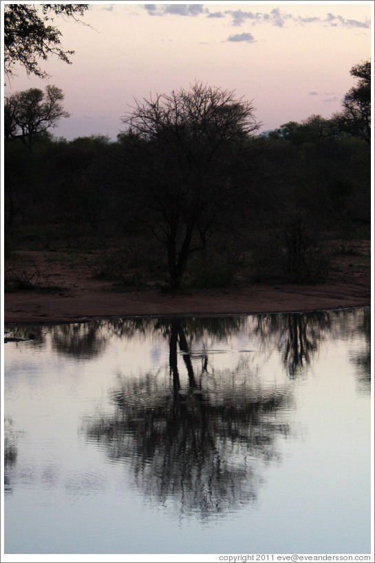 Pond in the African savanna at sunset.