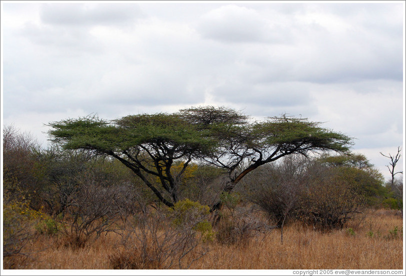 "Umbrella tree"