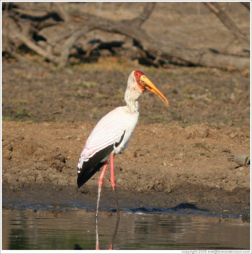 Yellow-billed stork (Mycteria ibis) eating fish.