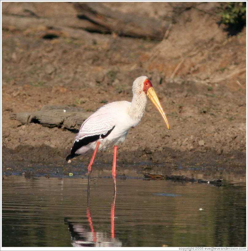 Yellow-billed stork (Mycteria ibis) eating fish.