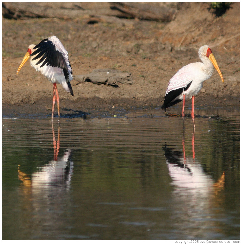 Two yellow-billed storks (Mycteria ibis).