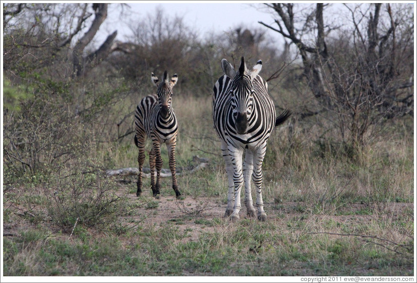 Adult and young zebra.