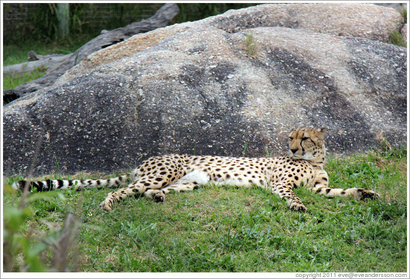 Cheetah. Spier Cheetah outreach programme.