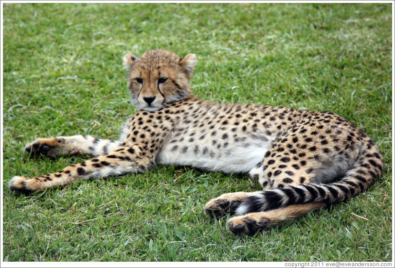 Young cheetah. Spier Cheetah outreach programme.