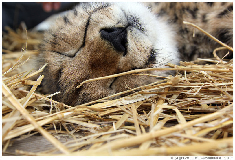 Sleeping baby cheetah. Spier Cheetah outreach programme.