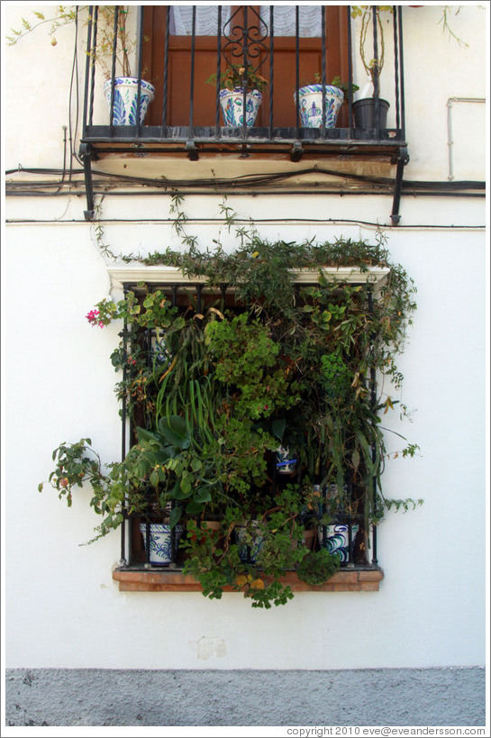 Window covered with plants. Veredilla de San Agust? Albaic?
