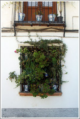 Window covered with plants. Veredilla de San Agust? Albaic?