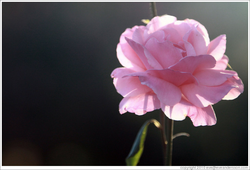 Pink rose, Parador de San Francisco, Alhambra.