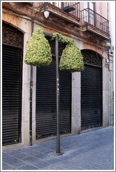 Street lamp covered with leaves, Calle de los Mesones, city center.