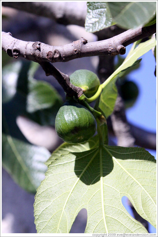 Figs growing on a tree.  Nig?elas, Granada province.