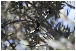 Olives growing on a tree.  Nig?elas, Granada province.