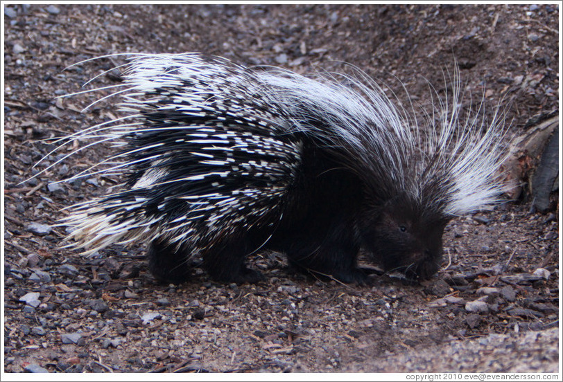 African Crested Porcupine.  London Zoo.