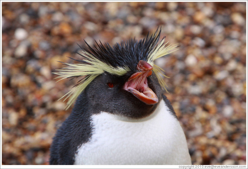 Ricky the Rockhopper Penguin calling.  London Zoo.