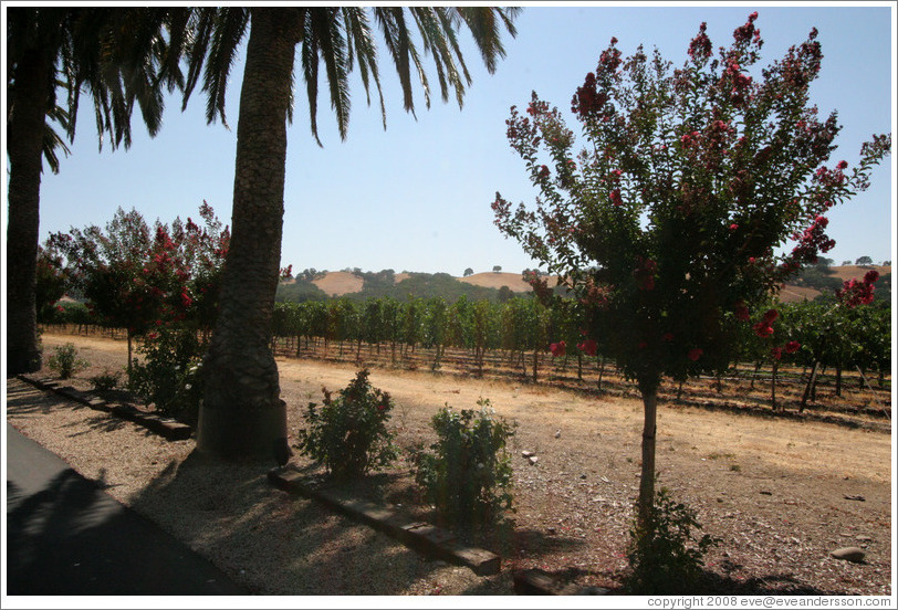 Trees and vineyard.  Mitchell Katz Winery.