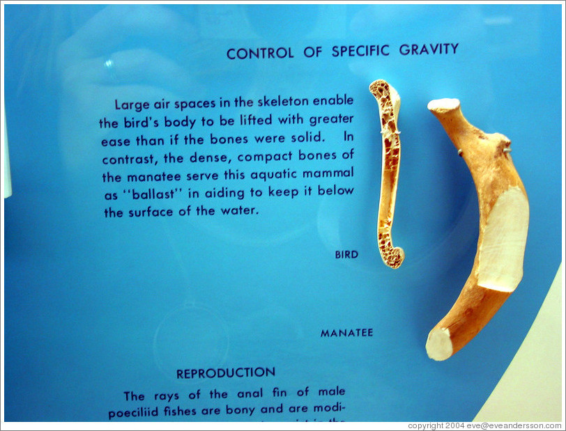 Smithsonian Museum of Natural History.  Comparison of the density of bird bones and manatee bones.