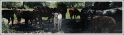 Baby white cow near Capitol Reef.