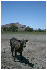 Brown cow near Capitol Reef.