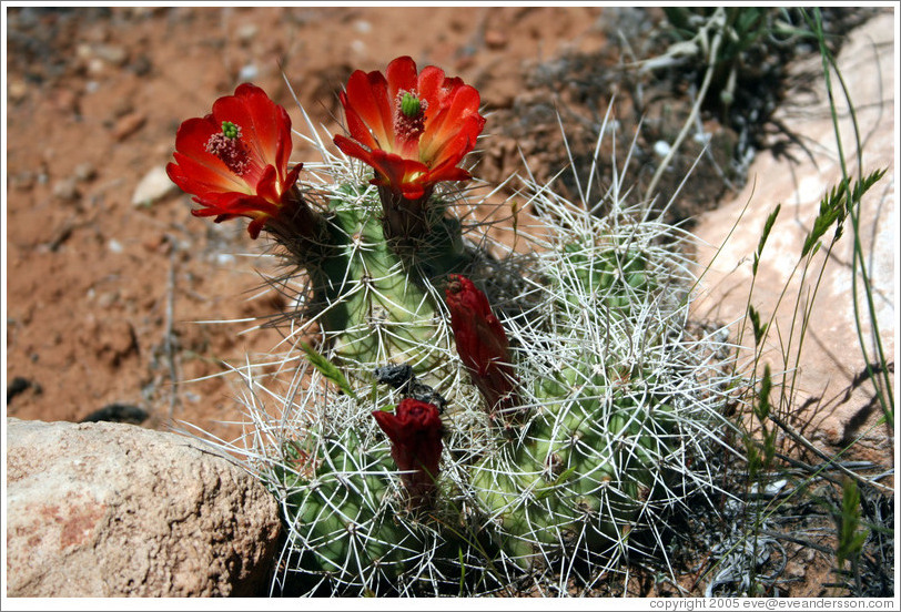 Red flowering cactus.