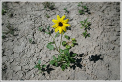 Yellow flower.