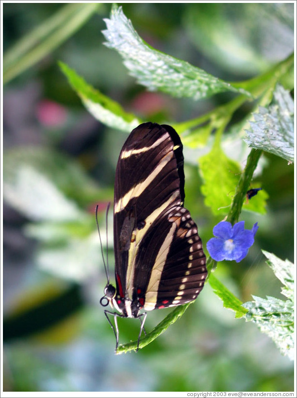 Black and beige butterfly.  Pacific Science Center.