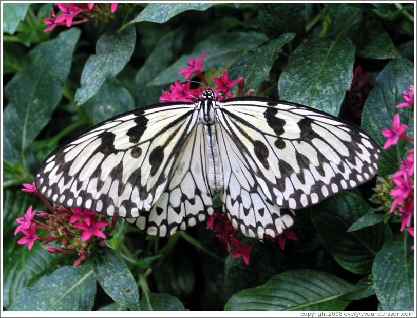 Black and white butterfly.  Pacific Science Center.