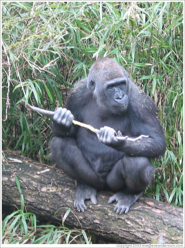 Chimp at the Woodland Park Zoo.